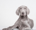 Puppy Remi