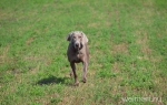 Remi