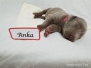 Fuk-pataki Anka