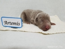 Artemis (Medium)