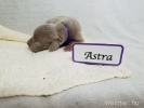 Astra (Medium)