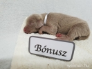 Bónusz (Medium)
