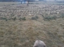 HunsWeimaraner Szikra